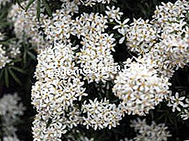 Choisya '화이트 대 즐러' - Choisya Choisya 'White dazzler'