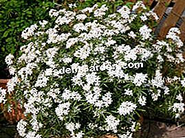 Choisya 'White Dazzler' - (Dazzler) Choisya 'White Dazzler'のポット