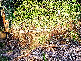 Alegerea unui compostor - (compostor) Compost în gramada