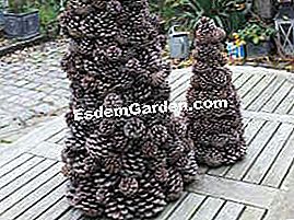 Ein sehr natürlicher Weihnachtsbaum - (sehr) Tannenbaum mit Tannenzapfen bedeckt
