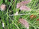 Componer un hermoso macizo de verano - (verano) Pennisetum