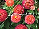 Componer un hermoso macizo de verano - (componer) zinnia