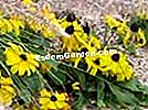 Componer un hermoso macizo de verano - (flores) Rudbeckia