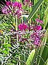 Componer un hermoso macizo de verano - (verano) cleome
