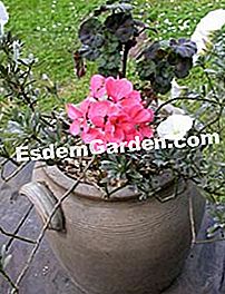 Komposisi musim panas: geranium - convolvulus - (dalam) Komposisi bunga untuk musim panas: turm bindweed dan geranium