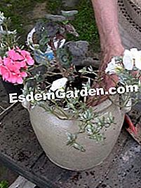 Komposisi musim panas: geranium - convolvulus - (panas) Pemasangan tanaman