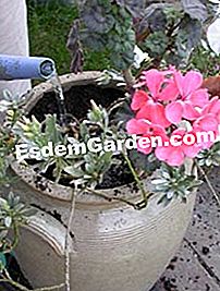 Komposisi musim panas: geranium - convolvulus - (convolvulus) Penyiraman selepas penanaman