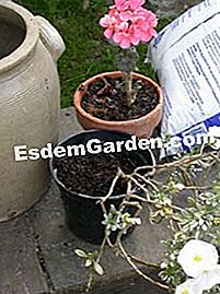 Compoziția de vară: geranium - convolvulus - (vară) Convolvulus și pelargonium