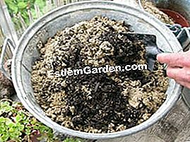 Komposisi succulents - (succulents) 2 sedum dan 1 hari