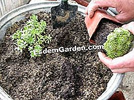 Komposisi succulents - (komposisi) 2 sedum dan 1 hari