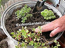 Komposisi succulents - (komposisi) 2 sedum dan 1 hari