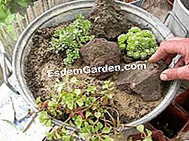 Komposisi succulents - (dengan) 2 sedum dan 1 hari
