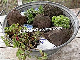 Komposisi succulents - (akan) 2 sedum dan 1 hari