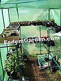 Kawal suhu di rumah hijau - (suhu) Shade belayar - Rumah hijau