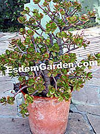 Crassula - (untuk) Crassula ovata