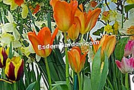 Tulip dan narcissus secara besar-besaran