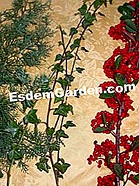 Decoración de mesa natural para fiestas - (decoración) chamaecyparis, hiedra y cotoneaster