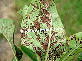 Malattie e parassiti del frutteto - (frutto) Entomosporium