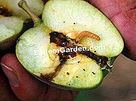 Malattie e parassiti del frutteto - (sintomi) codling