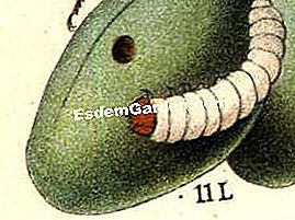 Malattie e parassiti del frutteto - (frutteto) tentredine