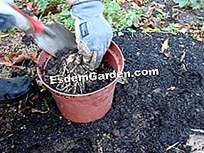 Divida las perennes paso a paso - (plantas) Potting las fichas