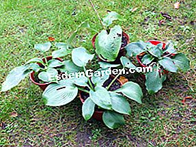 Divida las perennes paso a paso - (plantas) Las plántulas hosta