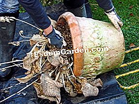 Divida las perennes paso a paso - (planta) Saca la planta de su maceta