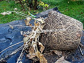 Divida las perennes paso a paso - (para) Raíces de un pie hosta en maceta