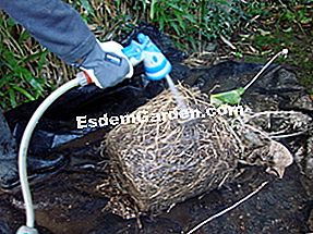 Divida las perennes paso a paso - (paso) Despejar las raíces