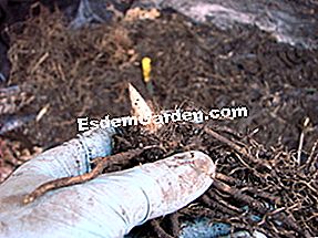 Divida las perennes paso a paso - (planta) yema de hosta