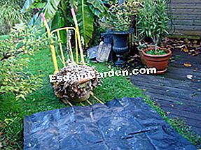 Divida las perennes paso a paso - (perennes) Old hosta pie en maceta