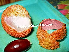 Germoglia semi di lychee! - (lychee) lychee