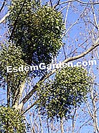 Elimina il vischio - (elimina) Ciuffo di vischio in un albero