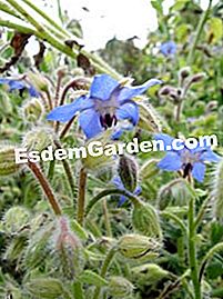 Keperluan aromatik - (yang) borage