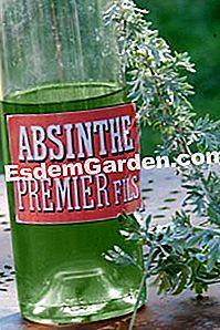Keperluan aromatik - (aromatik) absinthe