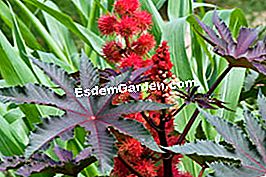 Exotismo en tus montañas - (flores) Ricino común - ricinus communis