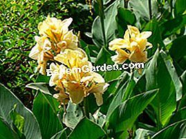 Exotismo en tus montañas - (flores) Cannas amarillas