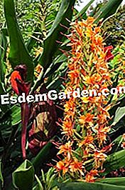 Exotismo en tus montañas - (como) Hedychium coccineum