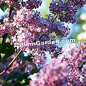 Per un lilla fiorito... - (primavera) grappoli di lillà