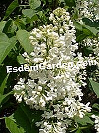Per un lilla fiorito... - (primavera) Lilla bianco