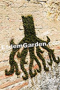정원의 새로운 장식 트렌드 이끼 낙서 - gardeners 이끼 낙서