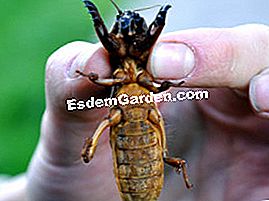 A vakond krikett - vagy A vakond-krikett lenyűgöző méretű lehet!