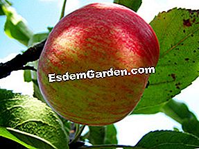 Ръководство за различни сортове ябълки: ябълки