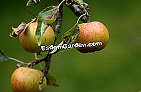 Ръководство за различни сортове ябълки: различни