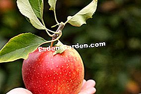 Ръководство за различни сортове ябълки: различни