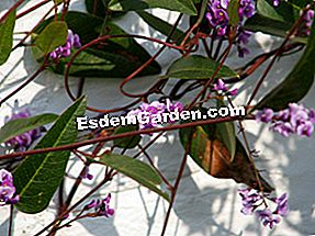 Hardenbergia violacea: violacea
