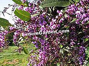 Hardenbergia violacea: Hardenbergia