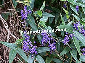 Hardenbergia violacea: Hardenbergia violacea