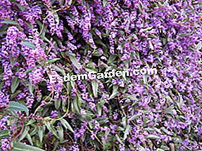 Hardenbergia violacea: Hardenbergia