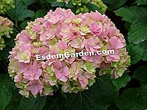 Hydrangea macrophylla You and Me 'Together' - (Hydrangea) Hydrangea macrophylla You & Me 'Together'